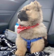 Awesome chow chow puppies for free adoption Image eClassifieds4u 2