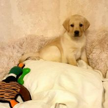 beautiful labrador retriever for free adoption Image eClassifieds4U