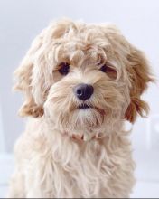 Lovely apoo puppies for free adoption Image eClassifieds4U