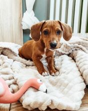 lovely daschund puppies for adoption Image eClassifieds4U