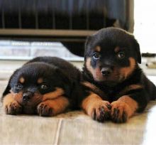 Lovely rottweiller puppies for free adoption Image eClassifieds4U