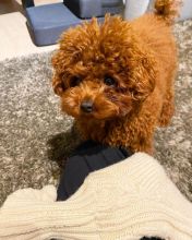 Pretty toy poodle puppies for adoption. Image eClassifieds4U