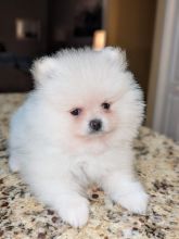 Purebred Pomeranian puppies for adoption Image eClassifieds4u 2