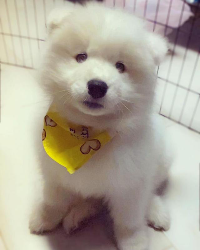 pretty semoyed puppies for free adoption Image eClassifieds4u
