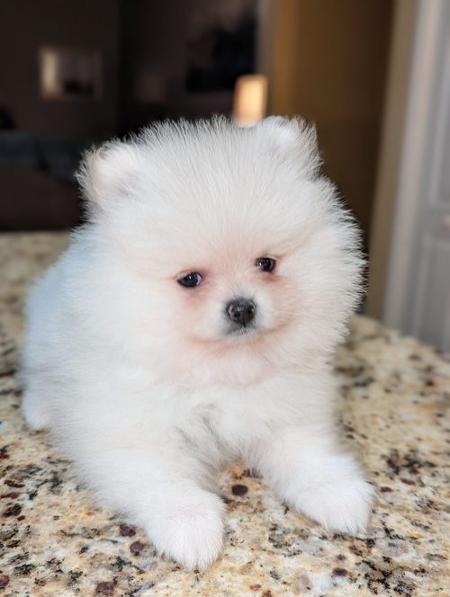 Purebred Pomeranian puppies for adoption Image eClassifieds4u