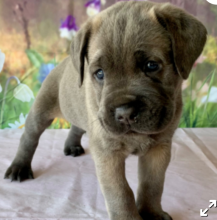 Cane Corso puppies for sale