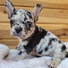 Cute French bulldog puppies for adoption