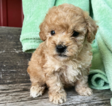 Goldendoodle pups for adoption