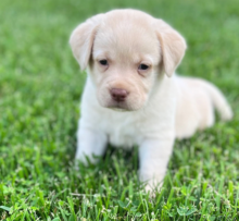 Labrador pups for adoption