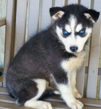 Pure bred Siberian husky pups available