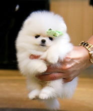 Tiny Pomeranian puppies for sale