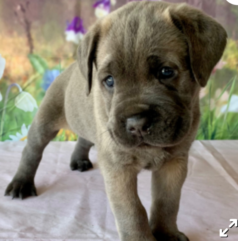 Cane Corso puppies for sale Image eClassifieds4u