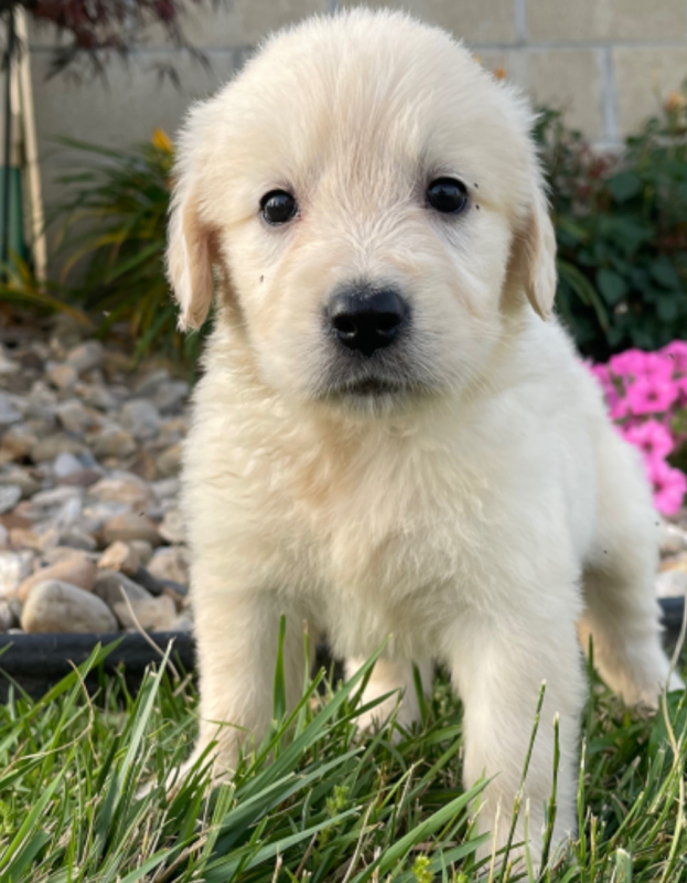 Golden Retriever pups for sale Image eClassifieds4u