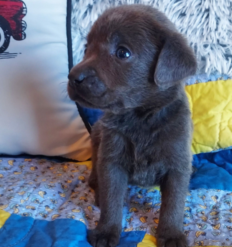 Labrador pups for adoption Image eClassifieds4u