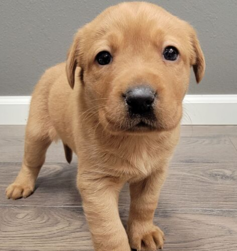 Labrador pups for adoption Image eClassifieds4u