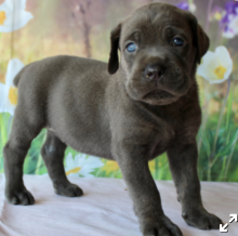 Cane Corso puppies for sale Image eClassifieds4u 2
