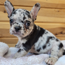 Cute French bulldog puppies for adoption Image eClassifieds4u 1