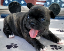Cute French bulldog puppies for adoption Image eClassifieds4u 2