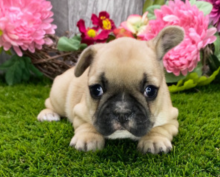Cute French bulldog puppies for adoption Image eClassifieds4u 3