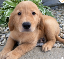 Golden Retriever pups for sale Image eClassifieds4u 2