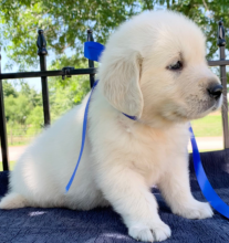 Golden Retriever pups for sale Image eClassifieds4u 4