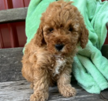 Goldendoodle pups for adoption Image eClassifieds4u 2