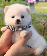 Pomsky pups for adoption Image eClassifieds4u 2