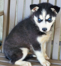 Pure bred Siberian husky pups available Image eClassifieds4u 1