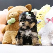 Teacup Morkie pups for rehoming Image eClassifieds4u 2