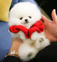 Tiny Pomeranian puppies for sale Image eClassifieds4u 2