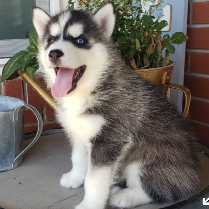 Pure bred Siberian husky pups available Image eClassifieds4u