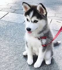 Purebred Blue Eye Siberian Husky Puppies Image eClassifieds4u