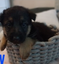 7 beautiful German Shepherd pups..