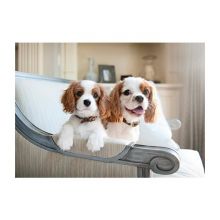 Amazing cavalier king charles puppies for adoption