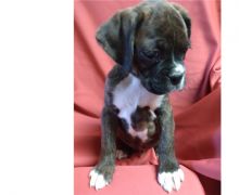 beautiful boxer for free adoption