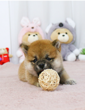 Beautiful shiba inu puppies with champion pedigree