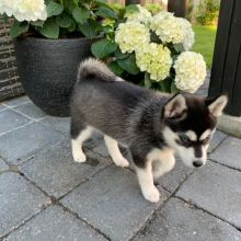 Blue-Eyed Pomsky Puppies Ready For Adoption