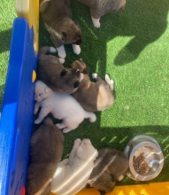 Exceptional Akita Puppies - KC Registered