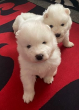 Gorgeous Pure Samoyed puppies