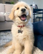 Healthy Golden Retriever Puppies Available Now