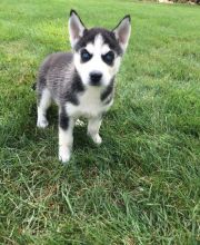 Healthy Siberian Husky Puppies Available Now