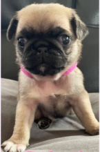Home raised Pug pups for sale