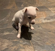 Italian Greyhound pups available