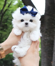 Miniature Maltese puppies available