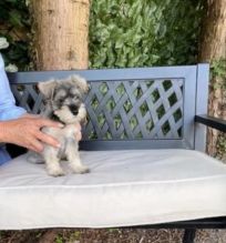 Miniature Schnauzer puppies available for adoption