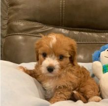 Playful Cavapoo Puppies