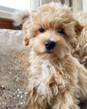 Smart maltipoo puppies for adoption.