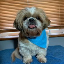 Stunning Shih Tzu Puppies For Adoption