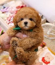 Toy poodle puppies