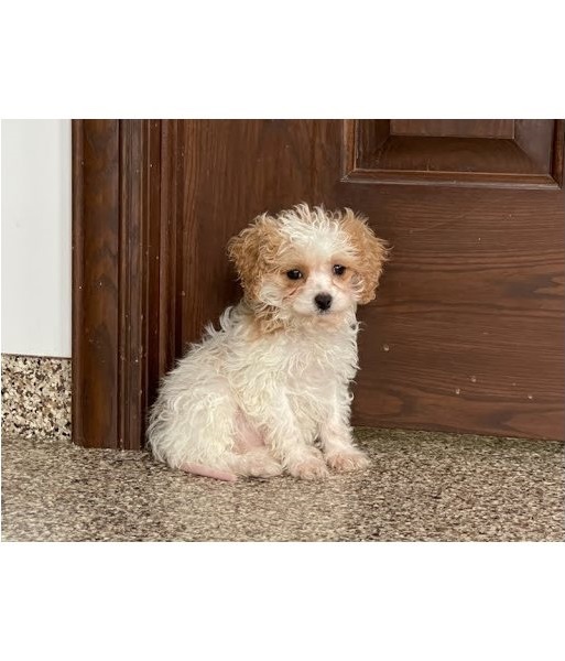 Adorable cavapoo puppies for adoption Image eClassifieds4u